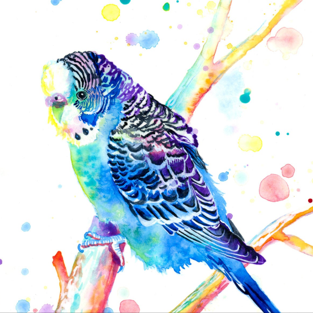 Budgie Print