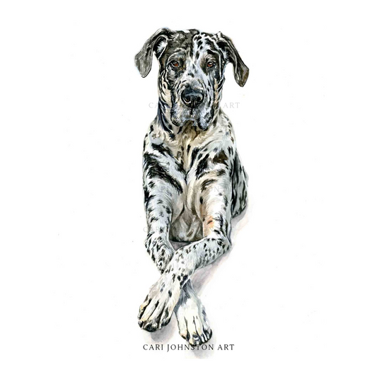 Great Dane Watercolour Print | Harlequin Dog Wall Art by Canadian Artist Cari Johnston